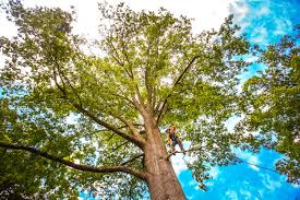 Best Tree and Shrub Care  in Harbison Nyon, CA