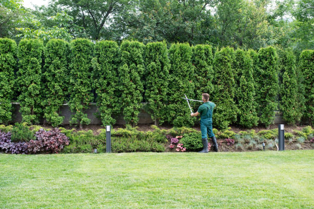 Best Tree Trimming and Pruning  in Harbison Nyon, CA