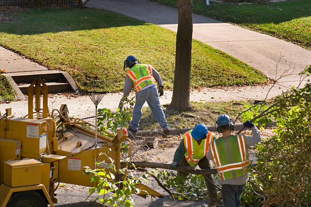 Best Stump Grinding and Removal  in Harbison Nyon, CA