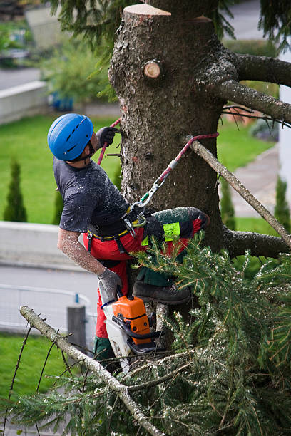 Best Fruit Tree Pruning  in Harbison Nyon, CA