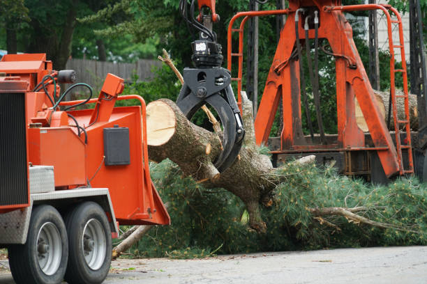 Best Tree Maintenance Programs  in Harbison Nyon, CA