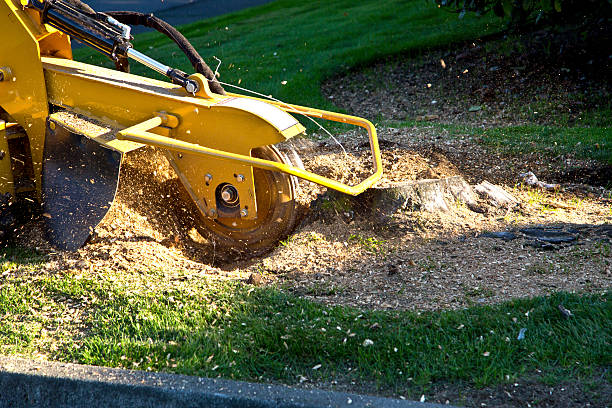 Best Emergency Tree Removal  in Harbison Nyon, CA