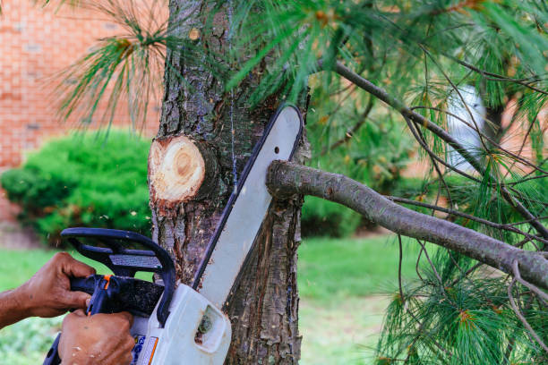 Reliable Harbison Canyon, CA Tree Removal Solutions
