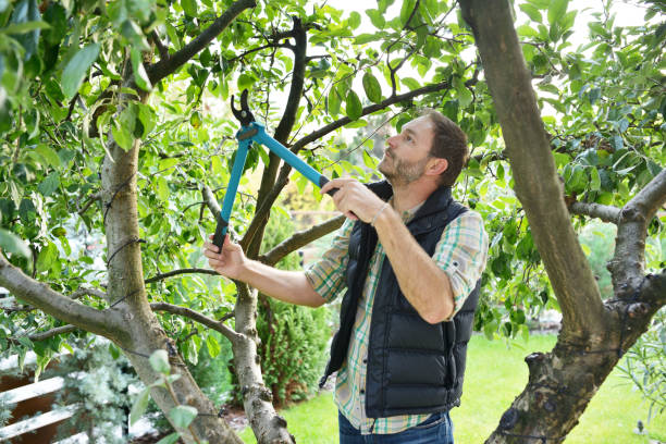 Best Pest Control for Lawns  in Harbison Nyon, CA
